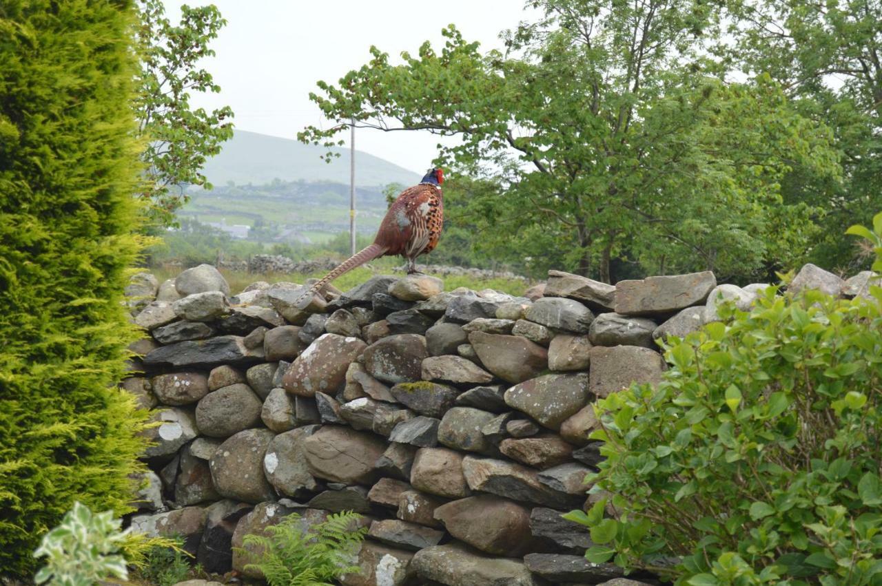 Beudy Bach And Beudy Mawr Mountainstudios Bangor  Bagian luar foto